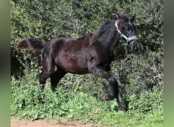 Menorquiner, Hengst, 1 Jahr, 162 cm, Rappe