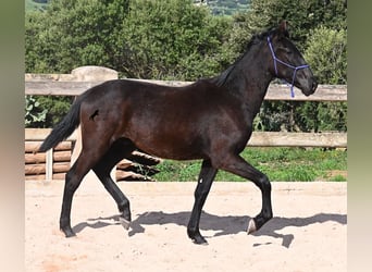 Menorquiner, Hengst, 1 Jahr, 162 cm, Rappe
