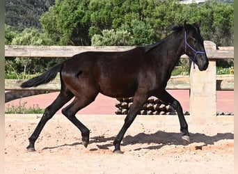 Menorquiner, Hengst, 1 Jahr, 162 cm, Rappe