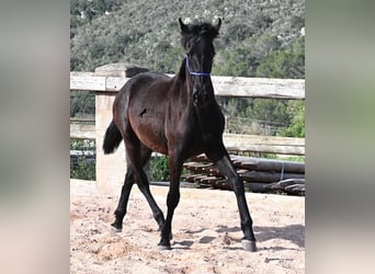 Menorquiner, Hengst, 1 Jahr, 162 cm, Rappe
