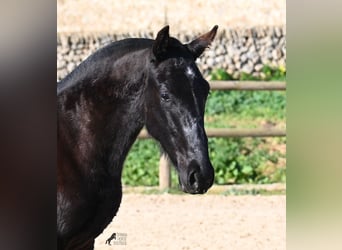 Menorquiner, Hengst, 1 Jahr, 163 cm, Rappe