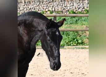 Menorquiner, Hengst, 1 Jahr, 163 cm, Rappe
