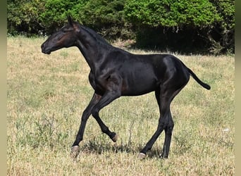 Menorquiner, Hengst, 1 Jahr, 163 cm, Rappe