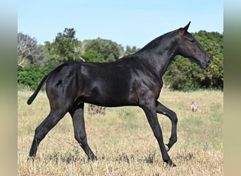 Menorquiner, Hengst, 1 Jahr, 163 cm, Rappe