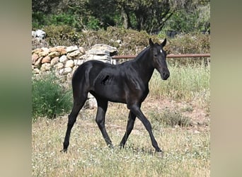 Menorquiner, Hengst, 1 Jahr, 163 cm, Rappe