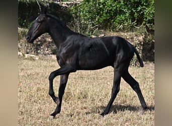 Menorquiner, Hengst, 1 Jahr, 163 cm, Rappe
