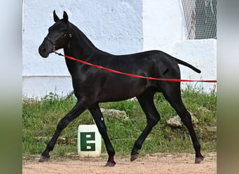 Menorquiner, Hengst, 1 Jahr, 163 cm, Rappe
