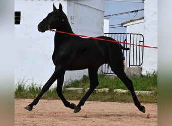 Menorquiner, Hengst, 1 Jahr, 163 cm, Rappe