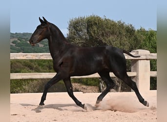 Menorquiner, Hengst, 1 Jahr, 165 cm, Rappe