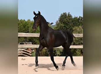 Menorquiner, Hengst, 1 Jahr, 165 cm, Rappe