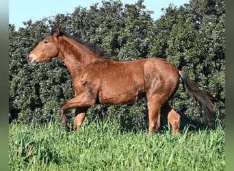 Menorquiner Mix, Hengst, 1 Jahr, 168 cm, Brauner