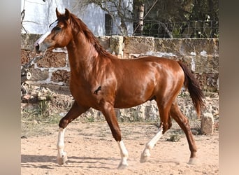 Menorquiner, Hengst, 2 Jahre, 153 cm, Fuchs