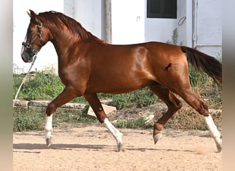Menorquiner, Hengst, 2 Jahre, 153 cm, Fuchs