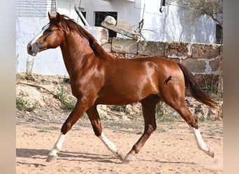 Menorquiner, Hengst, 2 Jahre, 153 cm, Fuchs