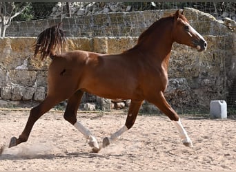 Menorquiner, Hengst, 2 Jahre, 153 cm, Fuchs