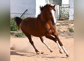 Menorquiner, Hengst, 2 Jahre, 153 cm, Fuchs