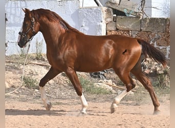 Menorquiner, Hengst, 2 Jahre, 153 cm, Fuchs