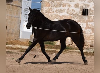 Menorquiner, Hengst, 2 Jahre, 158 cm, Rappe