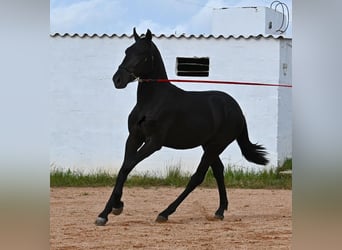 Menorquiner, Hengst, 2 Jahre, 160 cm, Rappe
