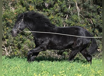 Menorquiner, Hengst, 2 Jahre, 160 cm, Rappe