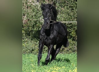 Menorquiner, Hengst, 2 Jahre, 160 cm, Rappe
