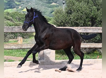 Menorquiner, Hengst, 2 Jahre, 162 cm, Rappe