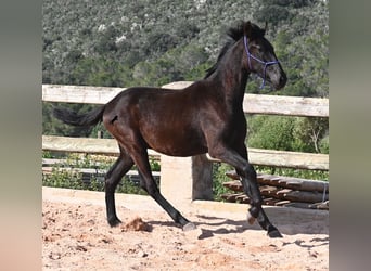 Menorquiner, Hengst, 2 Jahre, 162 cm, Rappe