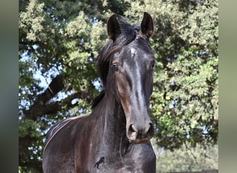 Menorquiner, Hengst, 2 Jahre, 163 cm, Rappe