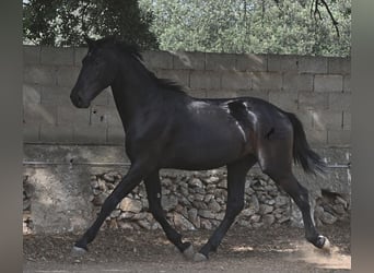 Menorquiner, Hengst, 2 Jahre, 163 cm, Rappe
