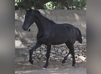 Menorquiner, Hengst, 2 Jahre, 163 cm, Rappe
