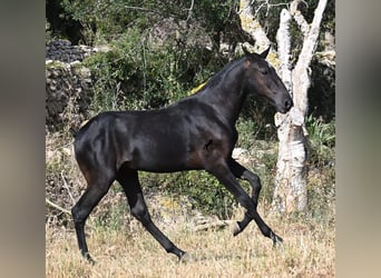 Menorquiner, Hengst, 2 Jahre, 163 cm, Rappe