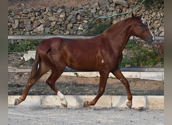 Menorquiner, Hengst, 2 Jahre, 164 cm, Fuchs