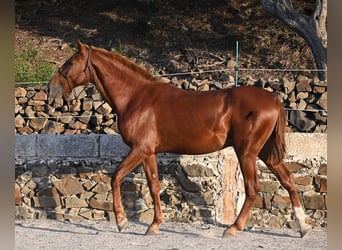 Menorquiner, Hengst, 2 Jahre, 164 cm, Fuchs