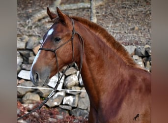 Menorquiner, Hengst, 2 Jahre, 164 cm, Fuchs