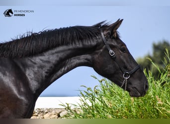 Menorquiner, Hengst, 2 Jahre, 165 cm, Rappe