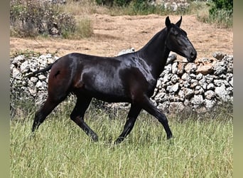 Menorquiner, Hengst, 2 Jahre, 165 cm, Rappe