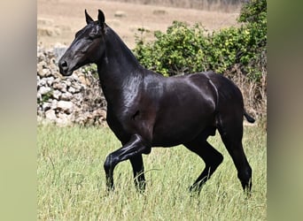 Menorquiner, Hengst, 2 Jahre, 165 cm, Rappe