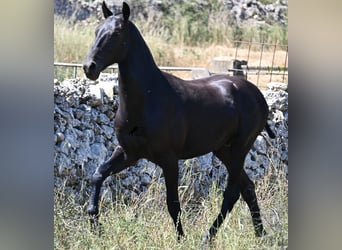 Menorquiner, Hengst, 2 Jahre, 165 cm, Rappe