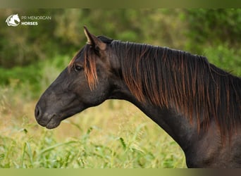 Menorquiner, Hengst, 3 Jahre, 152 cm, Rappe