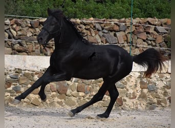 Menorquiner, Hengst, 3 Jahre, 152 cm, Rappe