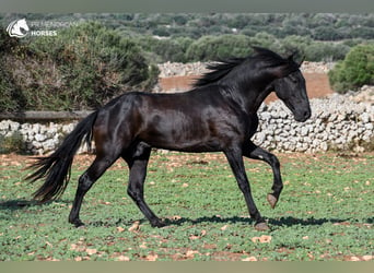 Menorquiner, Hengst, 3 Jahre, 153 cm, Rappe