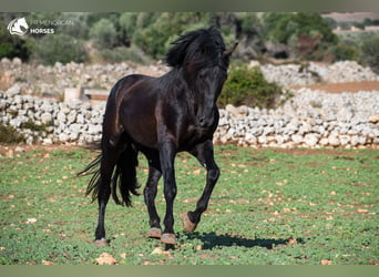 Menorquiner, Hengst, 3 Jahre, 153 cm, Rappe