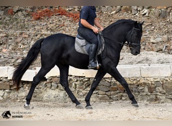 Menorquiner, Hengst, 3 Jahre, 158 cm, Rappe