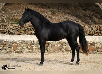 Menorquiner, Hengst, 3 Jahre, 158 cm, Rappe