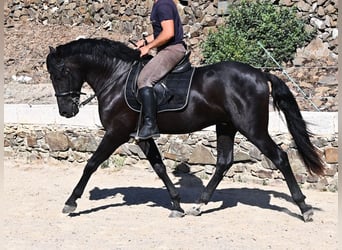 Menorquiner, Hengst, 3 Jahre, 160 cm, Rappe