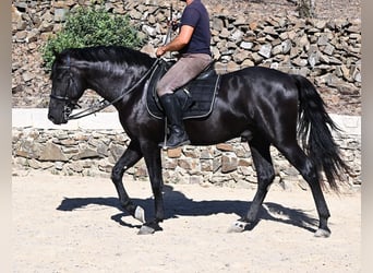 Menorquiner, Hengst, 3 Jahre, 160 cm, Rappe