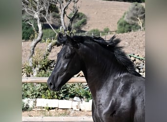 Menorquiner, Hengst, 3 Jahre, 160 cm, Rappe