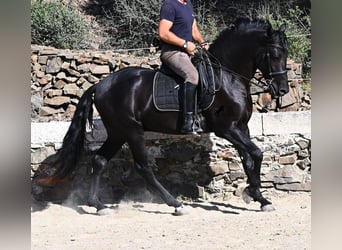 Menorquiner, Hengst, 3 Jahre, 160 cm, Rappe