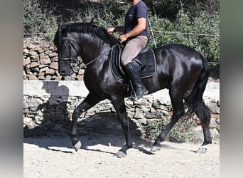 Menorquiner, Hengst, 3 Jahre, 160 cm, Rappe