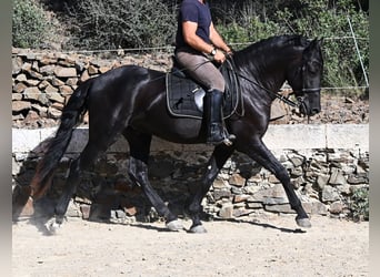 Menorquiner, Hengst, 3 Jahre, 160 cm, Rappe